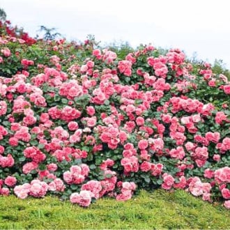Trandafir urcător Pink Mushimara imagine 1