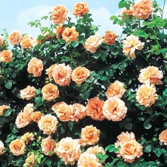 Trandafir urcător Polka imagine 5