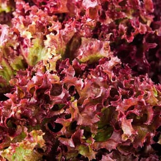 Salată Lollo Rossa imagine 4