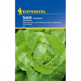 Salată verde Attraktion Kiepenkerl imagine 3