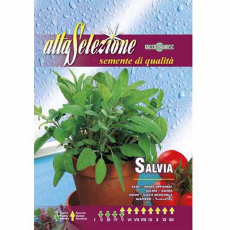 Salvie medicinală fotografie 15 Salvie medicinală imagine 15