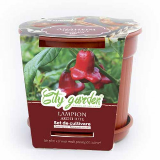 Set de cultivare - Ardei iute Chilli Lampion imagine 6