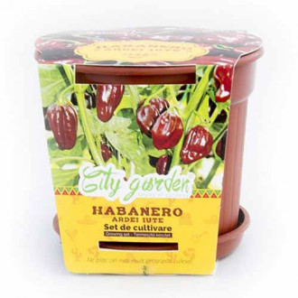 Set de cultivare - Ardei iute Mexican Habanero Chocolate imagine 6