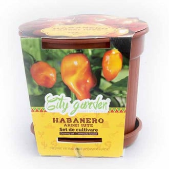 Set de cultivare - Ardei iute Mexican Habanero Orange imagine 3