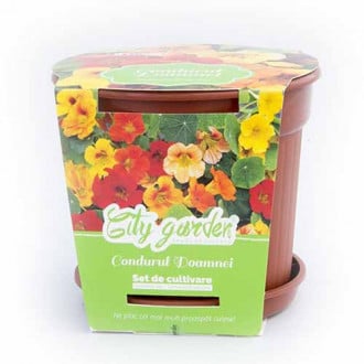 Set de cultivare - Condurul doamnei pitic, mix multicolor imagine 2