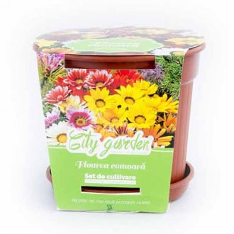 Set de cultivare - Gazania (Floarea comoară) mix multicolor imagine 3