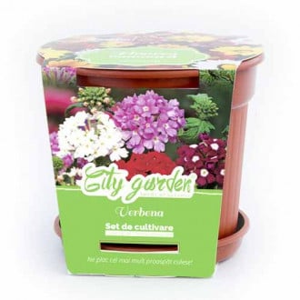 Set de cultivare - Verbena pitică, mix multicolor imagine 5