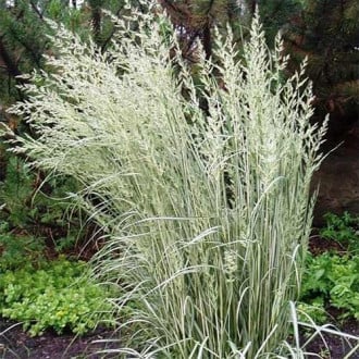 Stuf (Calamagrostis) Overdam imagine 1