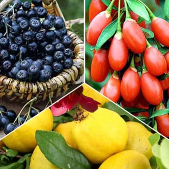 Super ofertă! Arbuști fructiferi Elixirul tinereții, set de 3 soiuri imagine 1