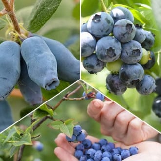 Ofertă specială! Arbuști fructiferi Fructele Pădurii, set de 3 soiuri imagine 2