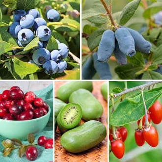 Ofertă specială! Arbuști fructiferi Perla Siberiei, set de 5 soiuri imagine 4