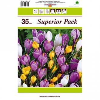 Ofertă specială! Brândușe botanical mix multicolor, set de 35 bulbi imagine 5