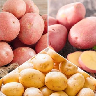 Ofertă specială! Cartofi de sămânță Recolte bogate, set de 3 soiuri imagine 4