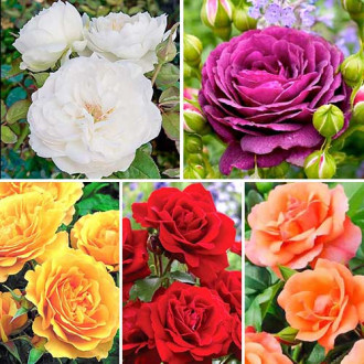 Super ofertă! Trandafiri floribunda Color mix, 5 soiuri imagine 4
