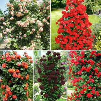 Super ofertă! Trandafiri urcători Culorile iubirii, set de 5 soiuri imagine 1