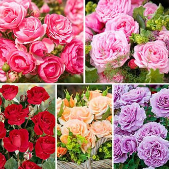 Super ofertă! Trandafiri floribunda Magic colors, 5 soiuri imagine 6