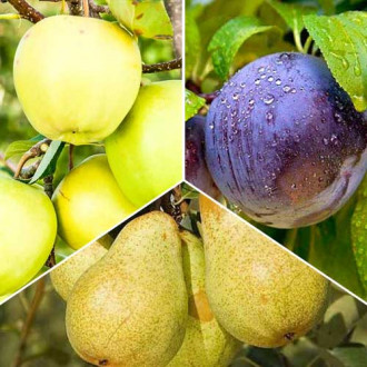 Super ofertă! Pomi fructiferi Early Harvest, set de 3 soiuri imagine 6
