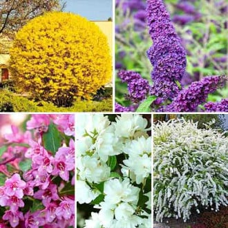 Super ofertă! Plante ornamentale Grădina înfloritoare, 5 soiuri imagine 6