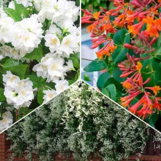 Super ofertă! Plante ornamentale Grădina parfumată, set de 3 soiuri imagine 4
