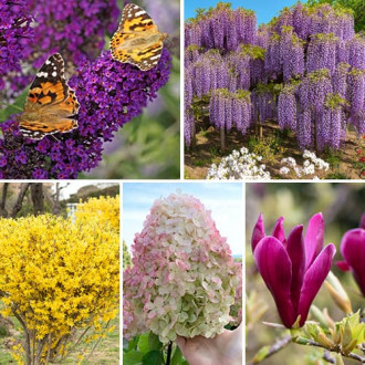 Ofertă specială! Plante ornamentale Grădina înfloritoare, set de 5 soiuri imagine 2