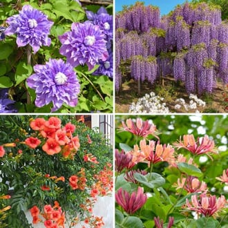 Ofertă specială! Plante ornamentale Mireasma zorilor, set de 4 soiuri imagine 6