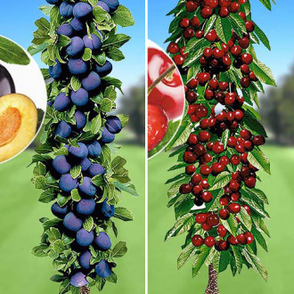 Ofertă specială! Pomi columnari Deliciul fructelor, set de 2 soiuri imagine 2