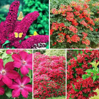 Super ofertă! Plante ornamentale Red Magic, set de 5 soiuri imagine 3