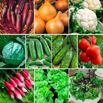 Super ofertă! Set de seminţe drajate de 10 soiuri imagine 9