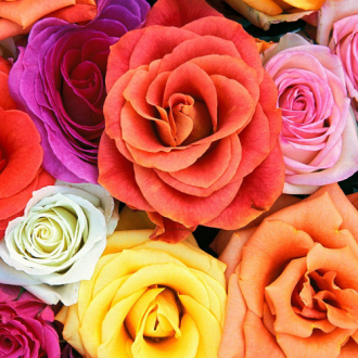 Super-ofertă ! Set de trandafiri teahibrizi Classic de 5 soiuri imagine 3