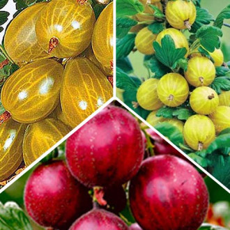 Super ofertă! Set de agriș trio fotografie 14 Super ofertă! Set de agriș trio imagine 14