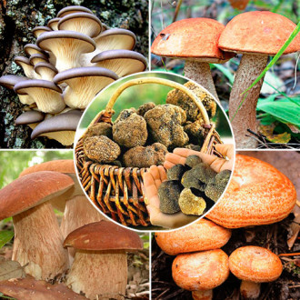 Super-ofertă! Set de ciuperci ”Poiana cu ciuperci”, 5 pachete imagine 2