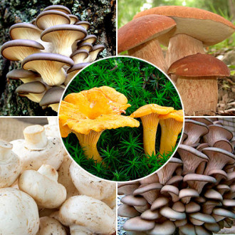 Super-ofertă! Set de ciuperci „Hitul sezonului“, 5 pachete imagine 2