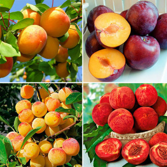 Super-ofertă ! Set de pomi fructiferi 4 răsaduri imagine 3