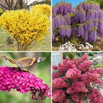 Ofertă specială! Plante ornamentale Summer collection, set de 4 soiuri imagine 2