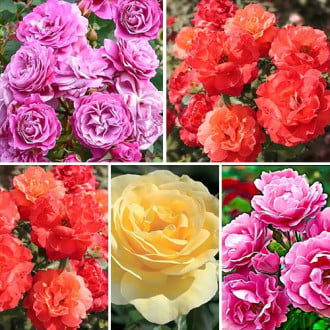 Super ofertă! Trandafiri floribunda Color mix, de 5 soiuri imagine 6