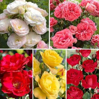 Super ofertă! Trandafiri floribunda Color mix, set de 5 soiuri imagine 6