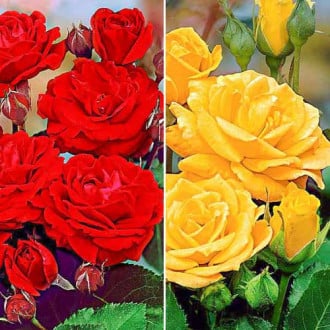 Super ofertă! Trandafiri floribunda Duo, 2 soiuri imagine 4