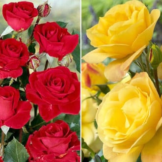 Super ofertă! Trandafiri floribunda Duo, set de 2 soiuri imagine 6
