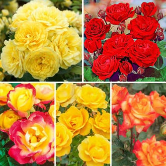 Super ofertă! Trandafiri floribunda Magic colors, de 5 soiuri imagine 5