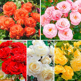 Ofertă specială! Trandafiri floribunda Magic colors, set de 5 soiuri imagine 4