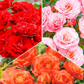 Ofertă specială! Trandafiri floribunda Tricolor, set de 3 soiuri imagine 1