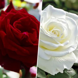 Super ofertă! Trandafiri teahibrizi Black & White, set de 2 soiuri imagine 3