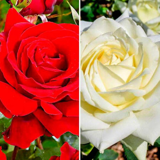 Ofertă specială! Trandafiri teahibrizi Red & White, set de 2 soiuri imagine 2