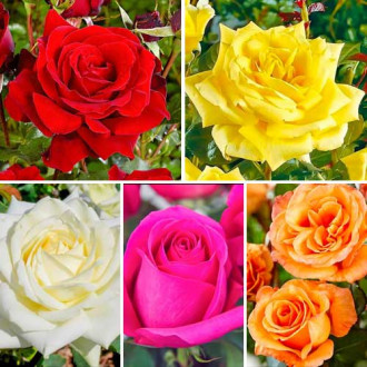 Ofertă specială! Trandafiri teahibrizi Clasic Mix, set de 5 soiuri imagine 5