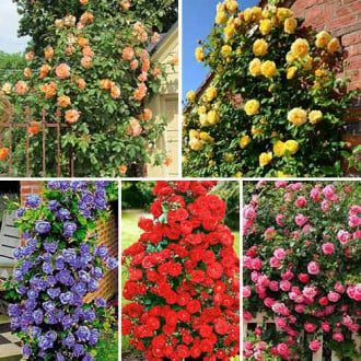 Super ofertă! Trandafiri urcători Top garden, set de 5 soiuri imagine 6