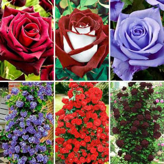 Super ofertă! Trandafiri teahibrizi și urcători Top garden, set de 6 soiuri  imagine 2