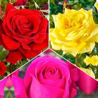 Ofertă specială! Trandafiri teahibrizi Tricolor, set de 3 soiuri imagine 5