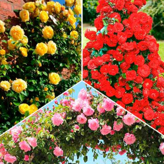 Ofertă specială! Trandafiri urcători Tricolor, set de 3 soiuri imagine 1