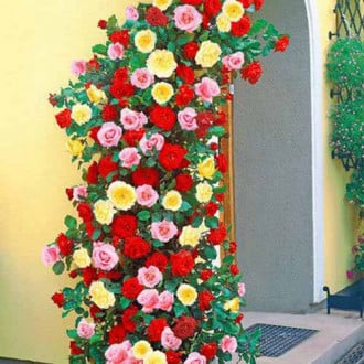 Super ofertă! Trandafiri urcători Tricolor, de 3 soiuri imagine 2