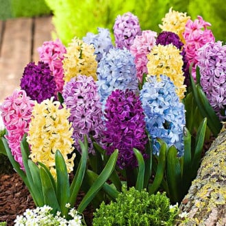 Super ofertă! Zambile mix multicolor, set de 15 bulbi imagine 3